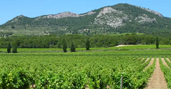 La route des vins de Provence autour des Rhodes